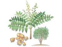 Boswellia Serrata
