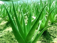Aloe-Vera