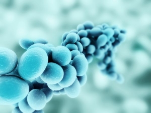 Jak leczyć pasożyty