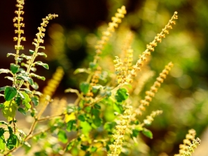 Ocimum basilicum